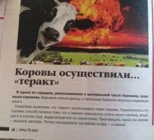 “Кошка - это катастрофа для биоразнообразия, собака - это катастрофа для климата”: во Франции задумались о домашних животных