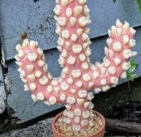 Кстати, некоторые примеры довольно неплохи! Но какая сука надёргала столько здоровых зубов!?