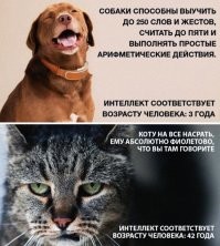 Кошки играют в "принеси", чтобы манипулировать хозяином