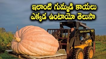 Скорее тыквы))