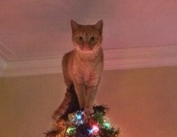 Для вот такой, например: