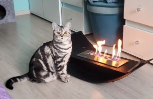 А у меня тоже есть. И камин, и котик у камина.