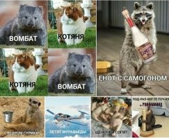 Вомбат приходит каждый вечер после того, как стемнеет, чтобы поесть и переночевать