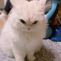 Владельцы кота нашли способ защитить наряженную елку