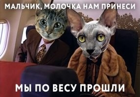 А на скамейке запасных второй бойцовский кот только ждал команду "фас", но №1 справился зачётно.