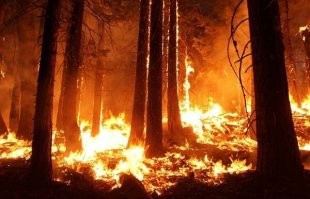 В этом году либо научились бороться с пожарами в Сибири.
Там взрывами, водой, действиями по предупреждению пожаров.
На карте пожаров летом довольно чисто было. 

Либо уже все выгорело. И  сейчас леса не очень. 
А конопля ради переработки CO2 = баловство все это.

Лучше пусть санитарной вырубкой леса займутся.
Декабрь на дворе. Технику не утопят, не сожгут.