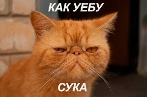 Кот сидит и в мыслях вот что думает)