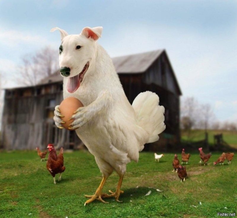 Курица выгнала пса из будки