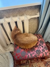 Радиатор для кота всего желанней в холода