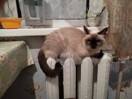 Индикатор наличия отопления.