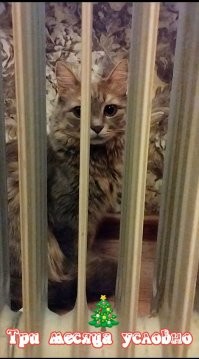 Радиатор для кота всего желанней в холода