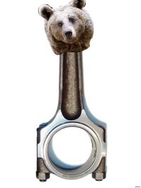 Медведи отказываются уходить в спячку, бродя в полусонном состоянии