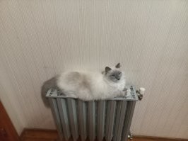 Пока морозы не уйдут, жить и греться буду тут!