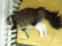 Радиатор для кота всего желанней в холода
