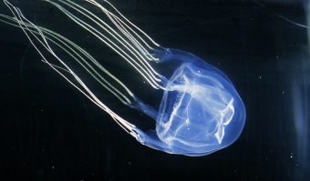 Морская оса