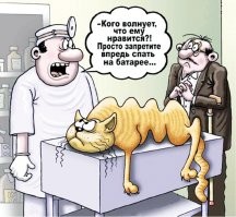 Радиатор для кота всего желанней в холода