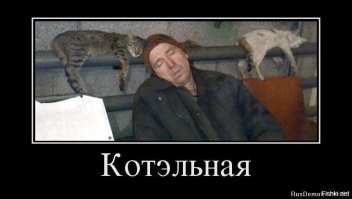 Радиатор для кота всего желанней в холода