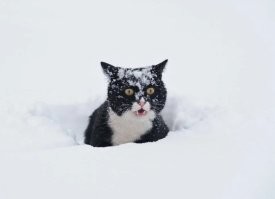 Радость зимней прогулки