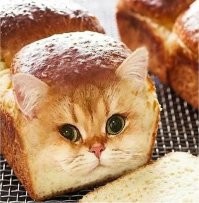 Смешные картинки с комментариями из социальных сетей