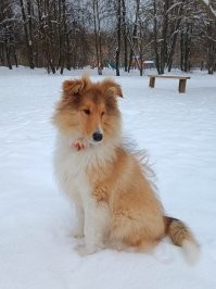 "...Дни укорачиваются, и ничего, как оказывается, толком за день не было сделано, кроме размышлений (философия не зря родилась на Земле в холодных странах), и ночи становятся длинными и располагают к игре в карты, смакованию ликеров и наслаждению музыкой, застольям и занятиям любовью, сидению у подернутых морозными узорами окон, слушанию ветра и расчесыванию шерсти колли   здесь, в этом тихом омуте, называемом зимой на Земле..."

(С) Р. Желязны "Глаз ночи"