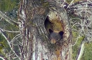 Гималайский медведь: зверь, который живёт в горах и строит берлоги прямо на деревьях