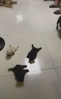 Морские черепашки сразу после вылупления. ))