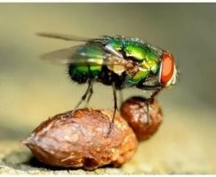 Приятного аппетита