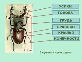 вся часть насекомого за грудиной называется брюшком.