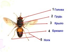 вся часть насекомого за грудиной называется брюшком.