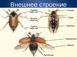 вся часть насекомого за грудиной называется брюшком.