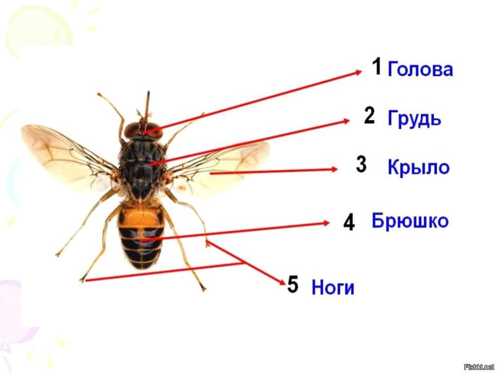 вся часть насекомого за грудиной называется брюшком.