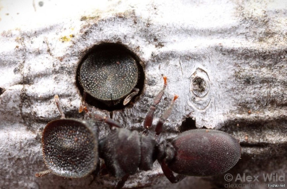 а есть еще муравьи в головой-дверью 
кефалоты