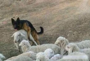 Технологии ХХI-го века не слышали нет??? А собака ... может быть ... злостно нарушала свои служебные обязанности