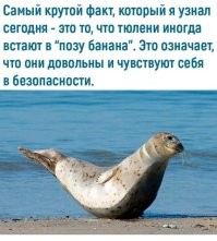 Тюлень терроризирует маленький городок в Австралии