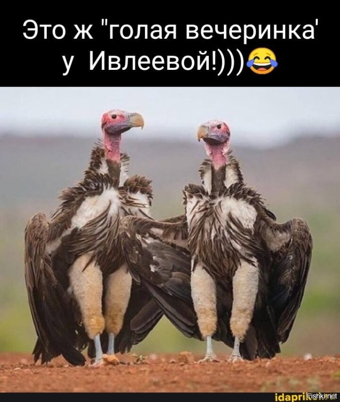 Побоище в Мутоборе: мемы и реакция соцсетей на скандальную вечеринку Ивлеевой