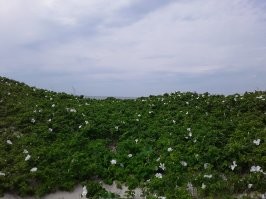 Ничего прекраснее природы нет. Вот несколько фото с простых прогулок с собаками и даже на работе. Просто надо СМОТРЕТЬ. В каждой травинке, капельке, облаке неописуемая красота. Ни один художник не создаст ничего лучше, хотя гении приближаются.
 Просто отцветший золотарник в поле.
 Просто белошиповниковая дюна ))))
 Просто полянка маргариток у меня на работе. (никто не сеял)
 Просто цветёт дикая алыча.
 Просто море.