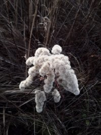 Ничего прекраснее природы нет. Вот несколько фото с простых прогулок с собаками и даже на работе. Просто надо СМОТРЕТЬ. В каждой травинке, капельке, облаке неописуемая красота. Ни один художник не создаст ничего лучше, хотя гении приближаются.
 Просто отцветший золотарник в поле.
 Просто белошиповниковая дюна ))))
 Просто полянка маргариток у меня на работе. (никто не сеял)
 Просто цветёт дикая алыча.
 Просто море.