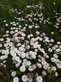Ничего прекраснее природы нет. Вот несколько фото с простых прогулок с собаками и даже на работе. Просто надо СМОТРЕТЬ. В каждой травинке, капельке, облаке неописуемая красота. Ни один художник не создаст ничего лучше, хотя гении приближаются.
 Просто отцветший золотарник в поле.
 Просто белошиповниковая дюна ))))
 Просто полянка маргариток у меня на работе. (никто не сеял)
 Просто цветёт дикая алыча.
 Просто море.