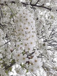 Ничего прекраснее природы нет. Вот несколько фото с простых прогулок с собаками и даже на работе. Просто надо СМОТРЕТЬ. В каждой травинке, капельке, облаке неописуемая красота. Ни один художник не создаст ничего лучше, хотя гении приближаются.
 Просто отцветший золотарник в поле.
 Просто белошиповниковая дюна ))))
 Просто полянка маргариток у меня на работе. (никто не сеял)
 Просто цветёт дикая алыча.
 Просто море.