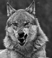 Что, дрона натравили? Сами-то 
ссыте, волки позорные!