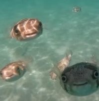 Дайверы сфотографировали «кокаиновый» самолет на дне Карибского моря