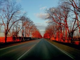 Тоже замечаю много красивого вокруг. Вот например рассвет, солнце красиво подкрасило деревья.