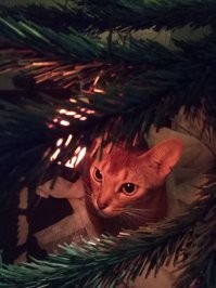 У Пипки второй НГ