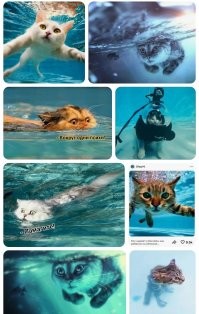 Домашний морской котик