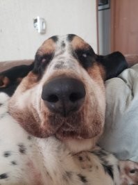 Моя девченка Бассет - любовь на ножках