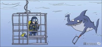 Акула решила попробовать камеру на вкус