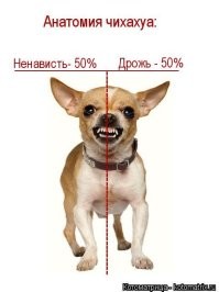 16 пород собак, которые являются самыми добродушными по мнению учёных