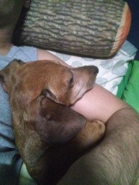 Такса самый компанейский компаньон, лучше не знаю.