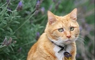 Только этот будет муляж. Который ничего не чувствует.