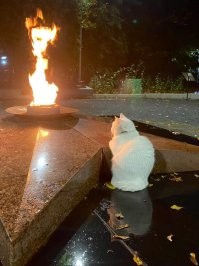 Да ладно. Животные вне гражданства и национальностей. Все чуды чудные. Вот вам наших  отечественных котов. Есть даже сторож Вечного огня.))) и даже целая ёлка из котов.!